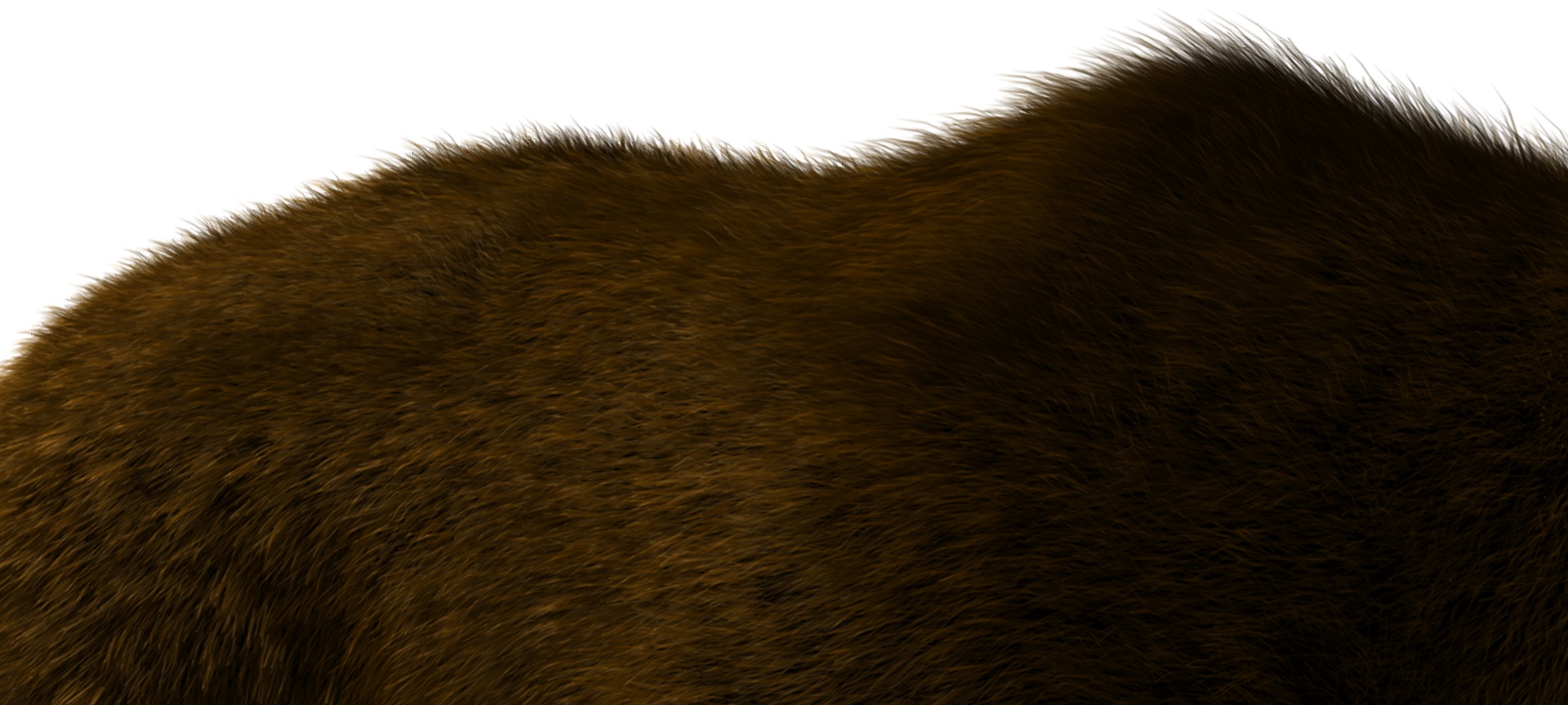 bear-fur.jpg