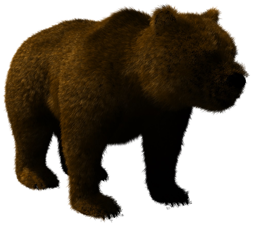 bear.jpg