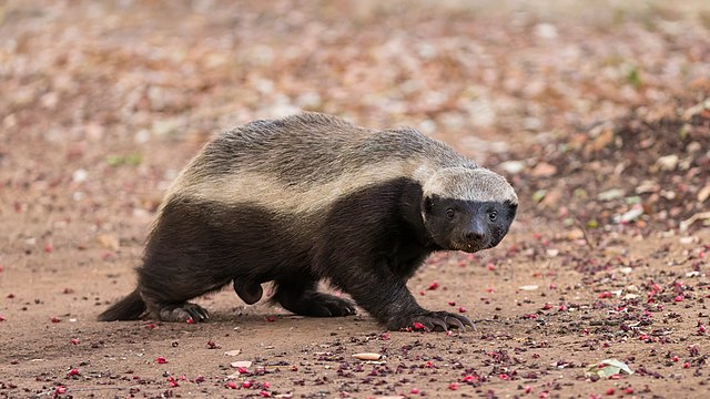 honey_badger-wikimedia_commons_CCBYSA4_Sumeetmoghe.jpg