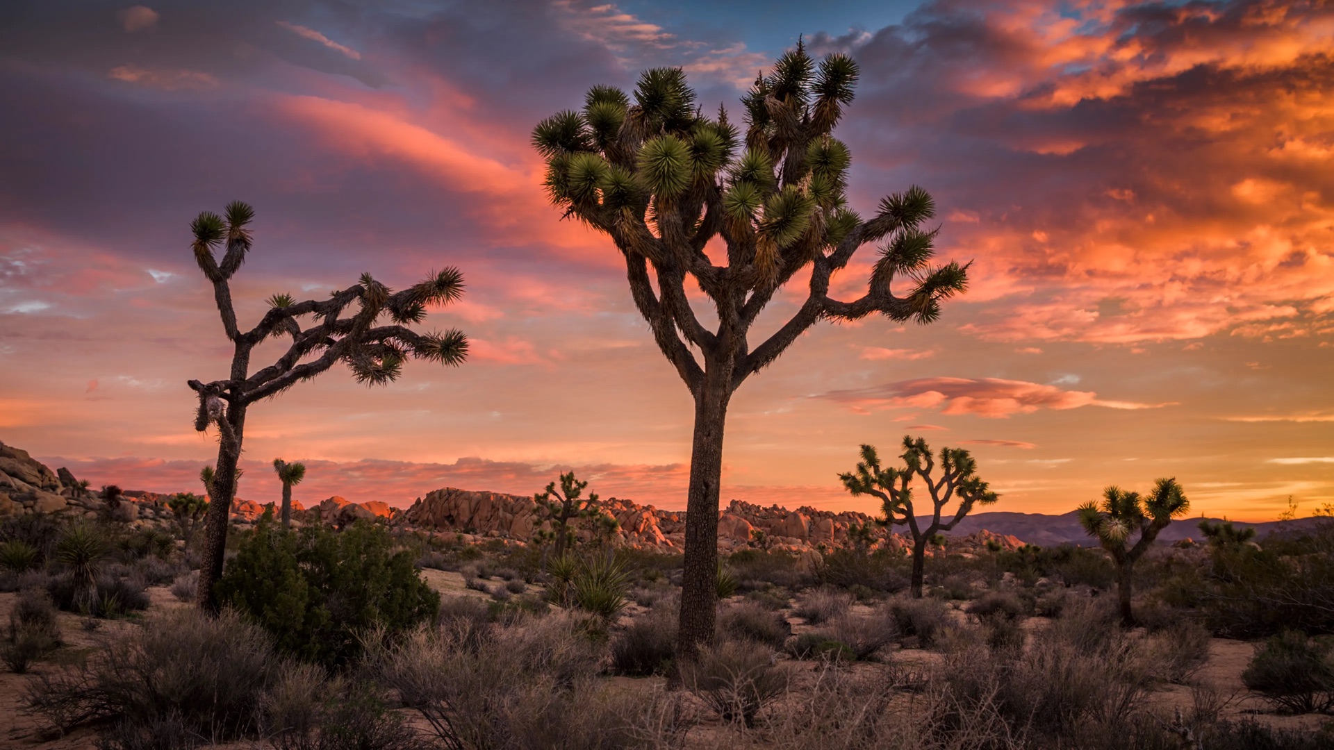 Joshua Tree National Park