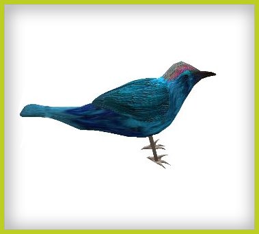 Animal-bird-blue.jpg