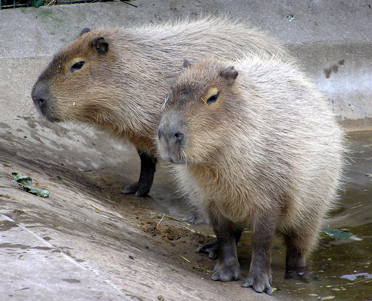 Two Capybara, which are like massively sized up guinea pigs, like sized up to dog size, in a concrete bowl at Bristol Zoo