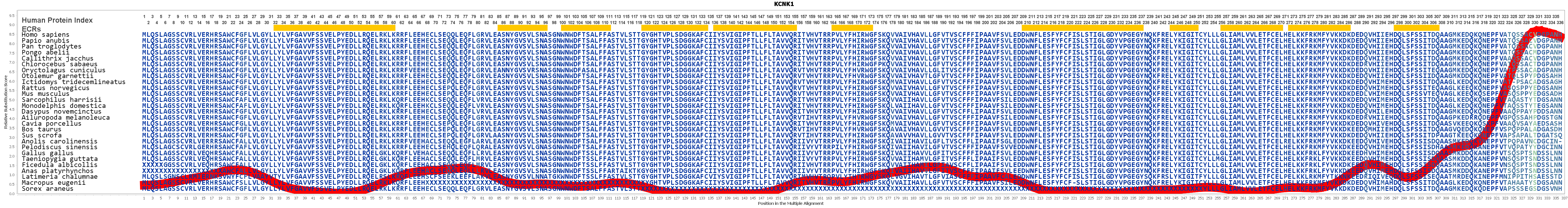 Kcnk1 Gene Genecards Kcnk1 Protein Kcnk1 Antibody