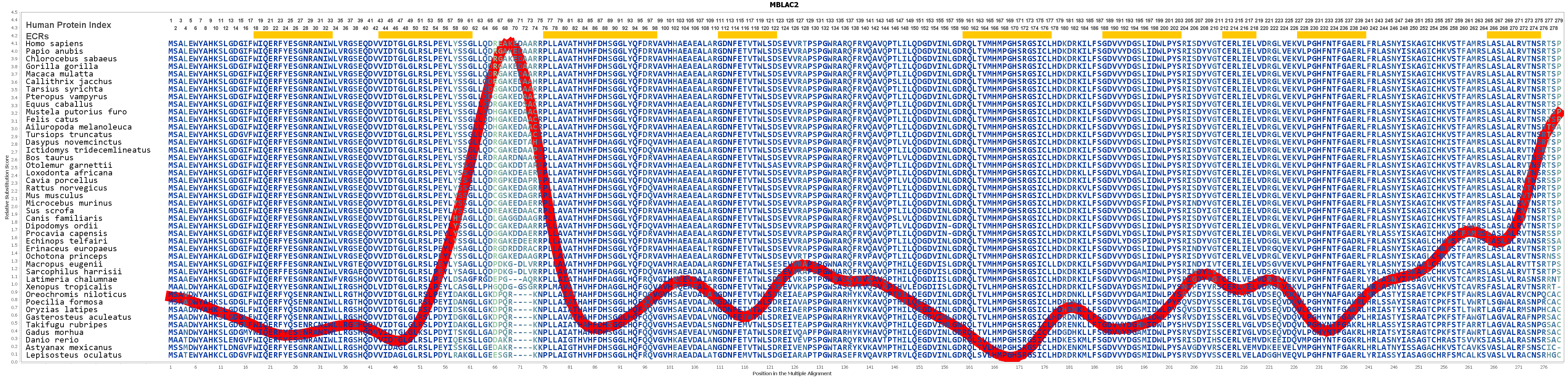 MBLAC2 Gene - GeneCards | MBLC2 Protein | MBLC2 Antibody