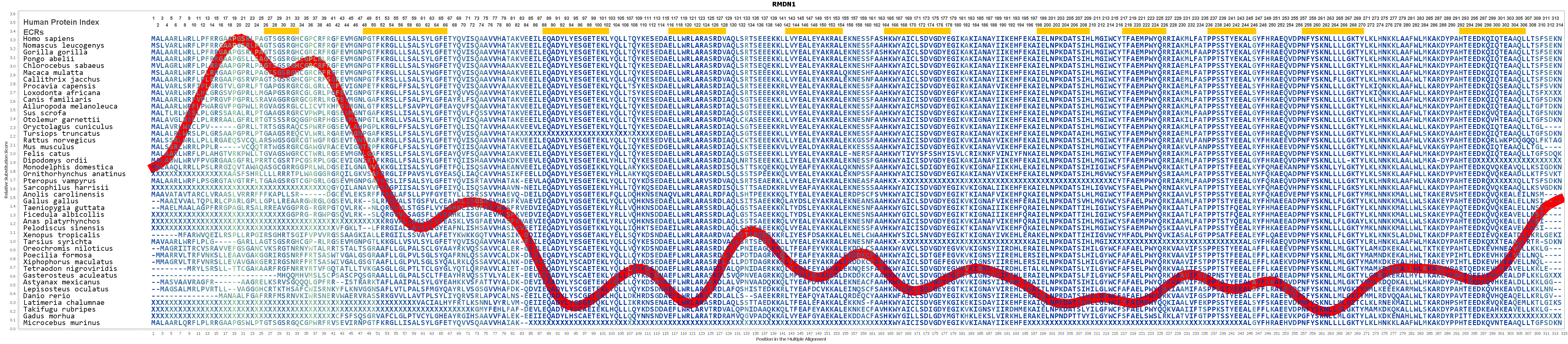 Rmdn1 Gene Genecards Rmd1 Protein Rmd1 Antibody