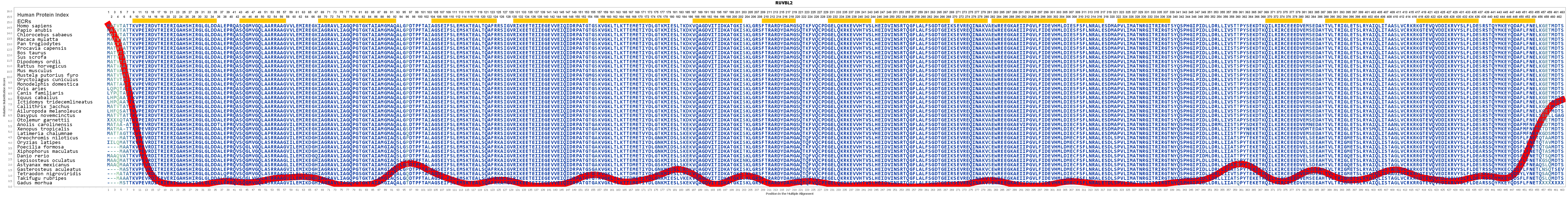 Ruvbl2 Gene Genecards Ruvb2 Protein Ruvb2 Antibody