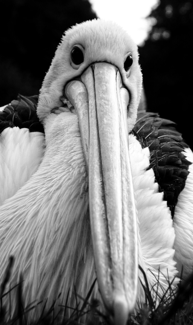 22-albatross.jpg