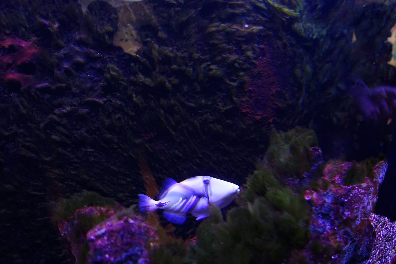 DSC05396_Fotor6.jpg