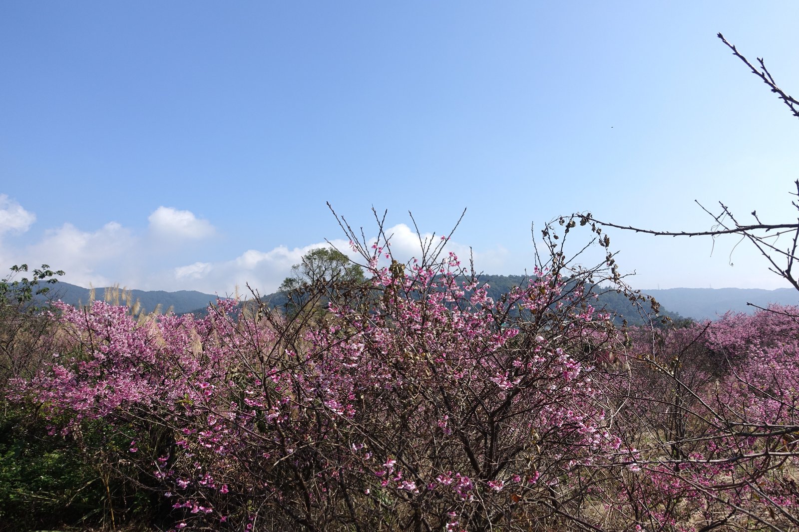 DSC05562.jpg