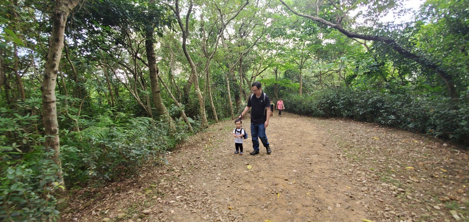 桃園 再訪羊稠坑步道：孕婦，幼兒，或是單純健行都合適/ 優雅