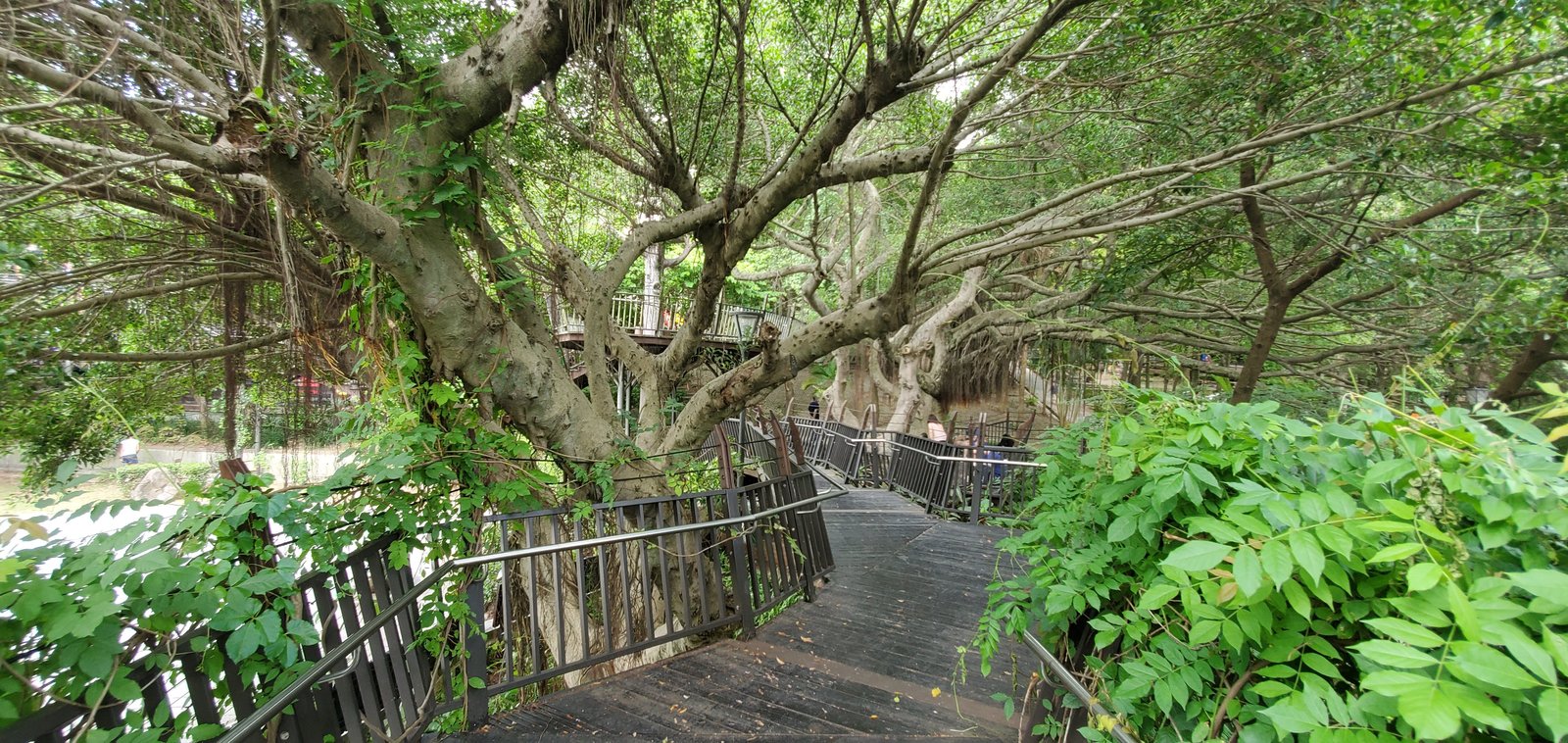 桃園 虎頭山：奧爾森林公園/ 香菇亭步道/ 全齡無障礙步道系