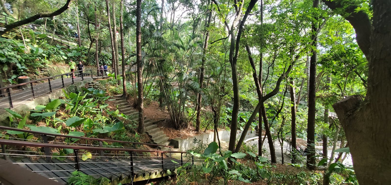 桃園 虎頭山：奧爾森林公園/ 香菇亭步道/ 全齡無障礙步道系