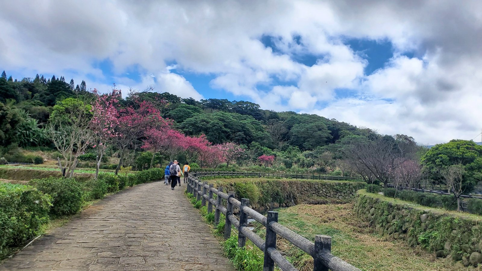 新北三芝 三生步道：櫻花開/ 層次感豐富的平坦步道