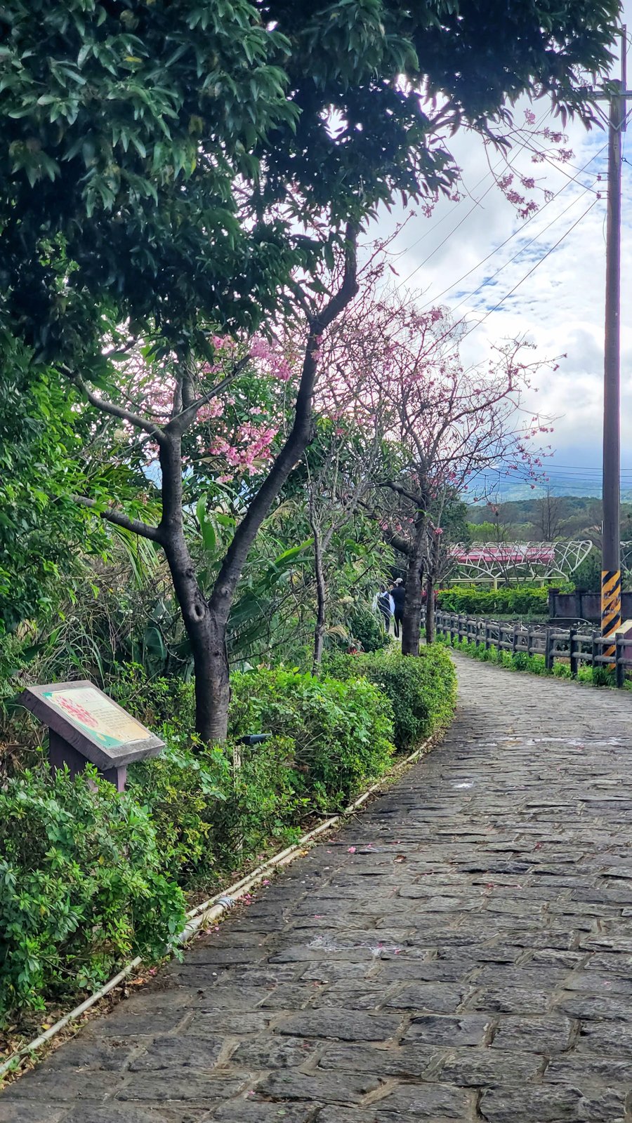 新北三芝 三生步道：櫻花開/ 層次感豐富的平坦步道