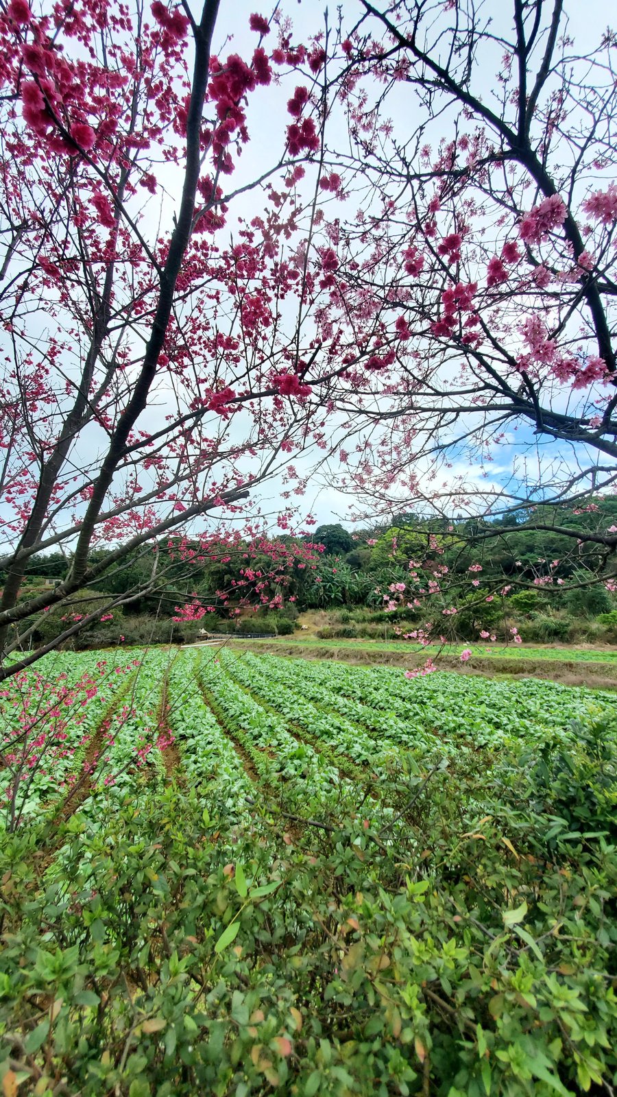 新北三芝 三生步道：櫻花開/ 層次感豐富的平坦步道