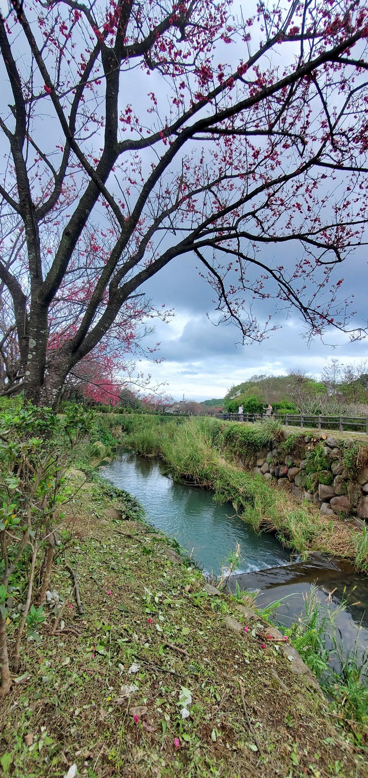 新北三芝 三生步道：櫻花開/ 層次感豐富的平坦步道