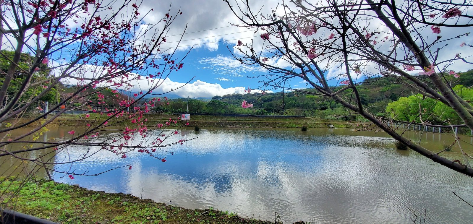 新北三芝 三生步道：櫻花開/ 層次感豐富的平坦步道