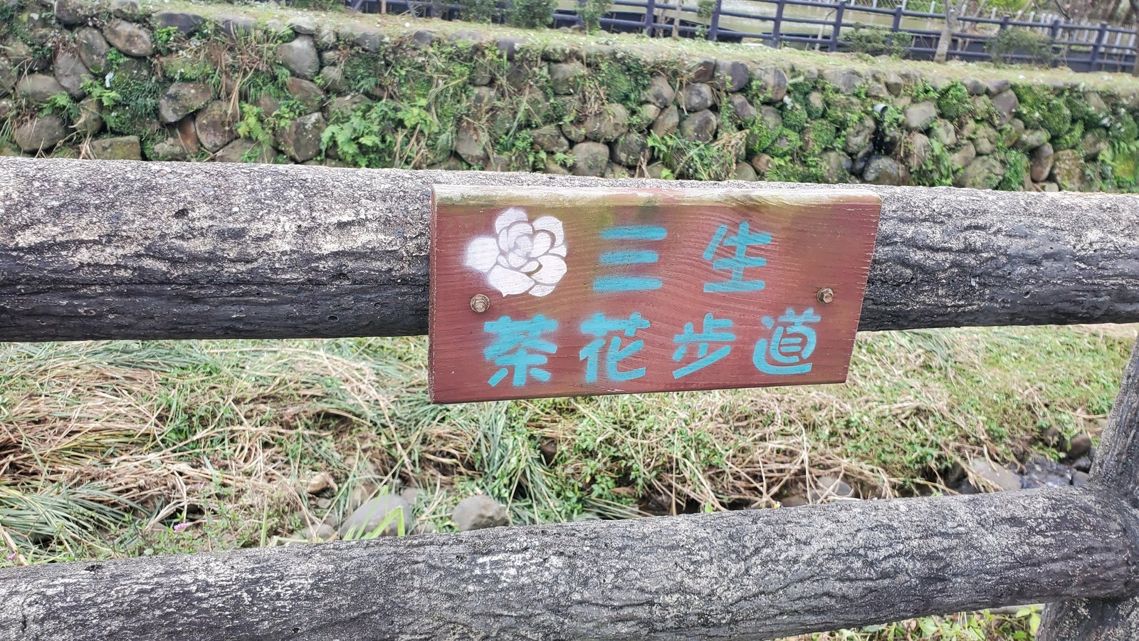 新北三芝 三生步道：櫻花開/ 層次感豐富的平坦步道