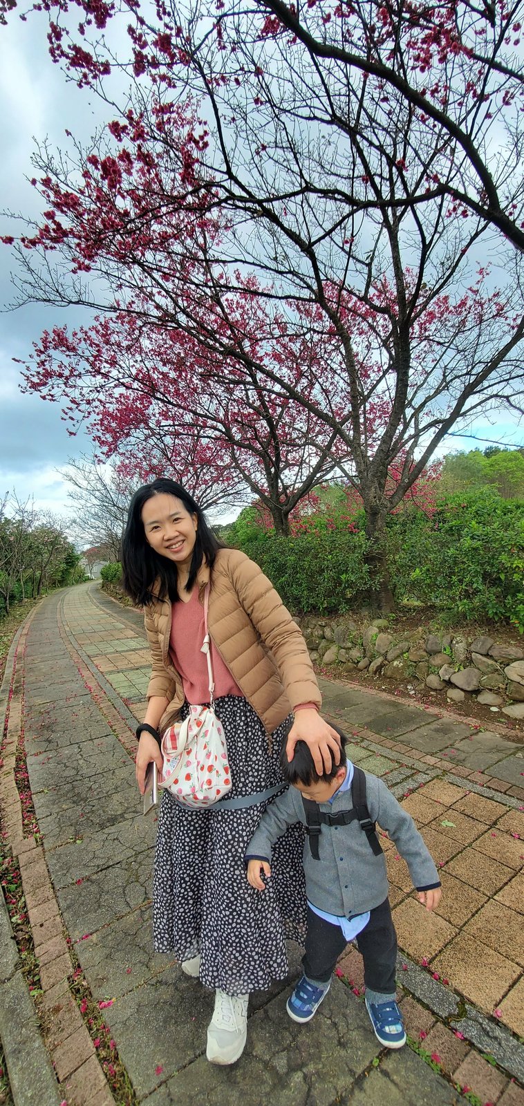 新北三芝 三生步道：櫻花開/ 層次感豐富的平坦步道