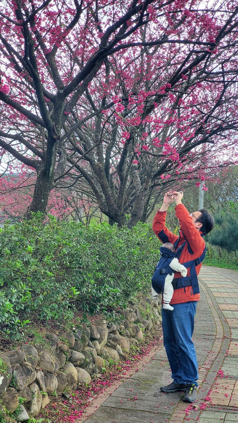 新北三芝 三生步道：櫻花開/ 層次感豐富的平坦步道