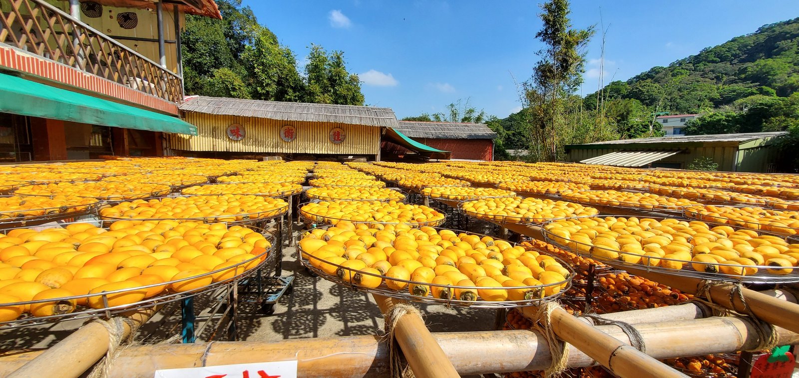 新竹 味衛佳柿餅教育農園：柿子紅了/ 新埔柿餅/ 特色農場親