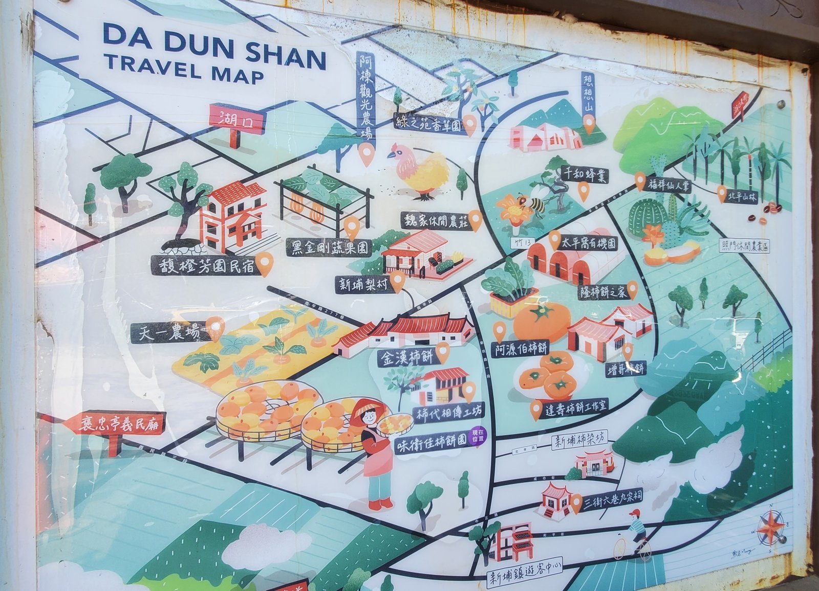 新竹 味衛佳柿餅教育農園：柿子紅了/ 新埔柿餅/ 特色農場親