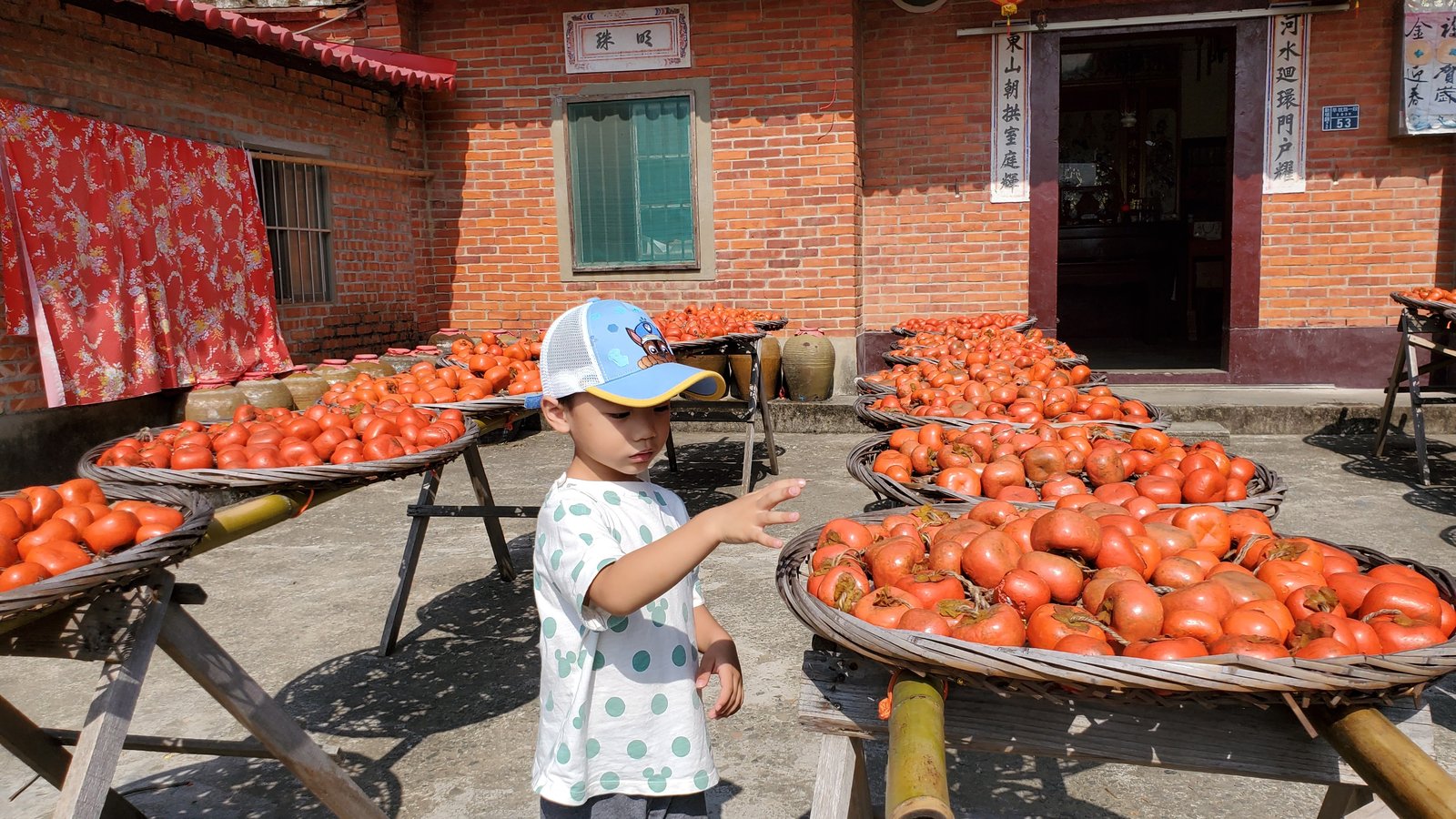 新竹 味衛佳柿餅教育農園：柿子紅了/ 新埔柿餅/ 特色農場親