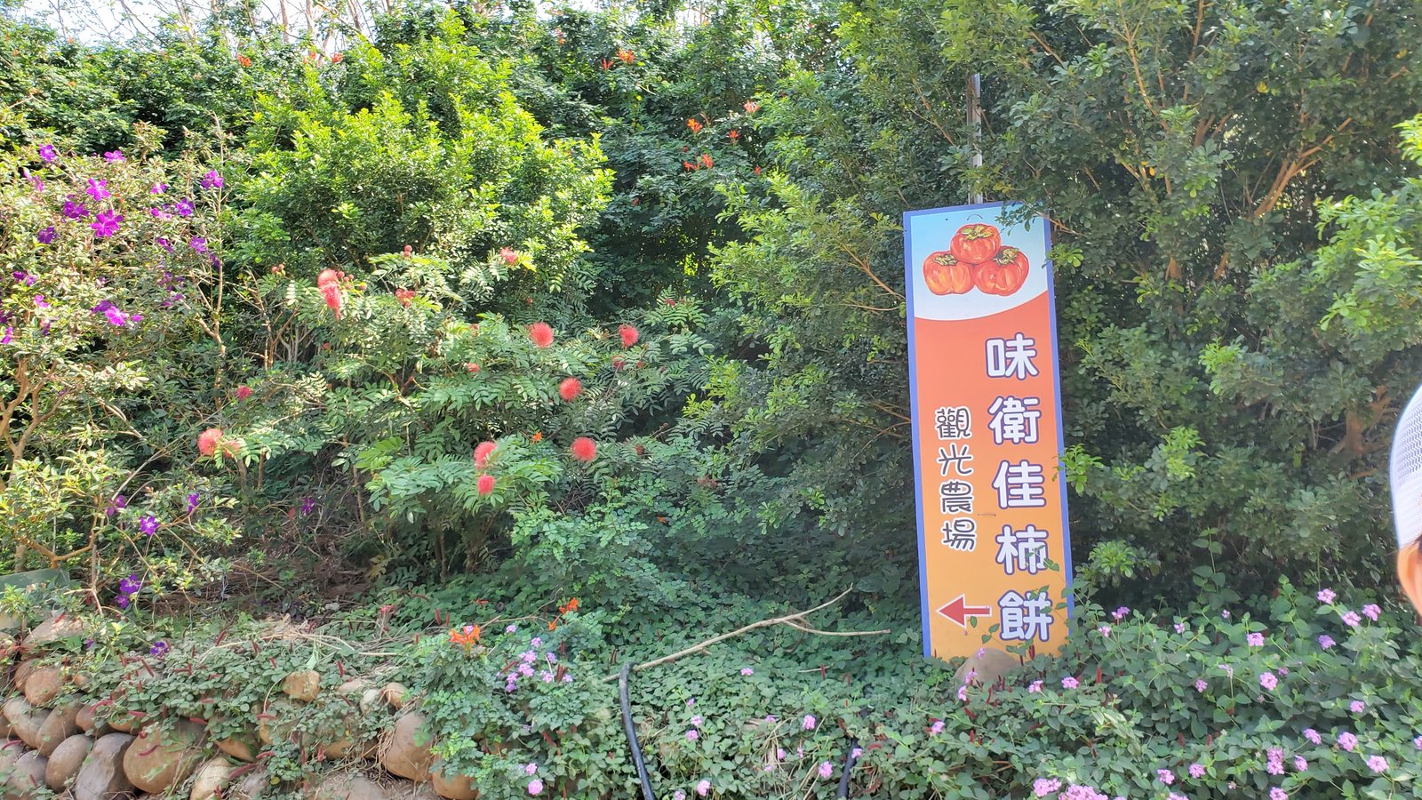 新竹 味衛佳柿餅教育農園：柿子紅了/ 新埔柿餅/ 特色農場親
