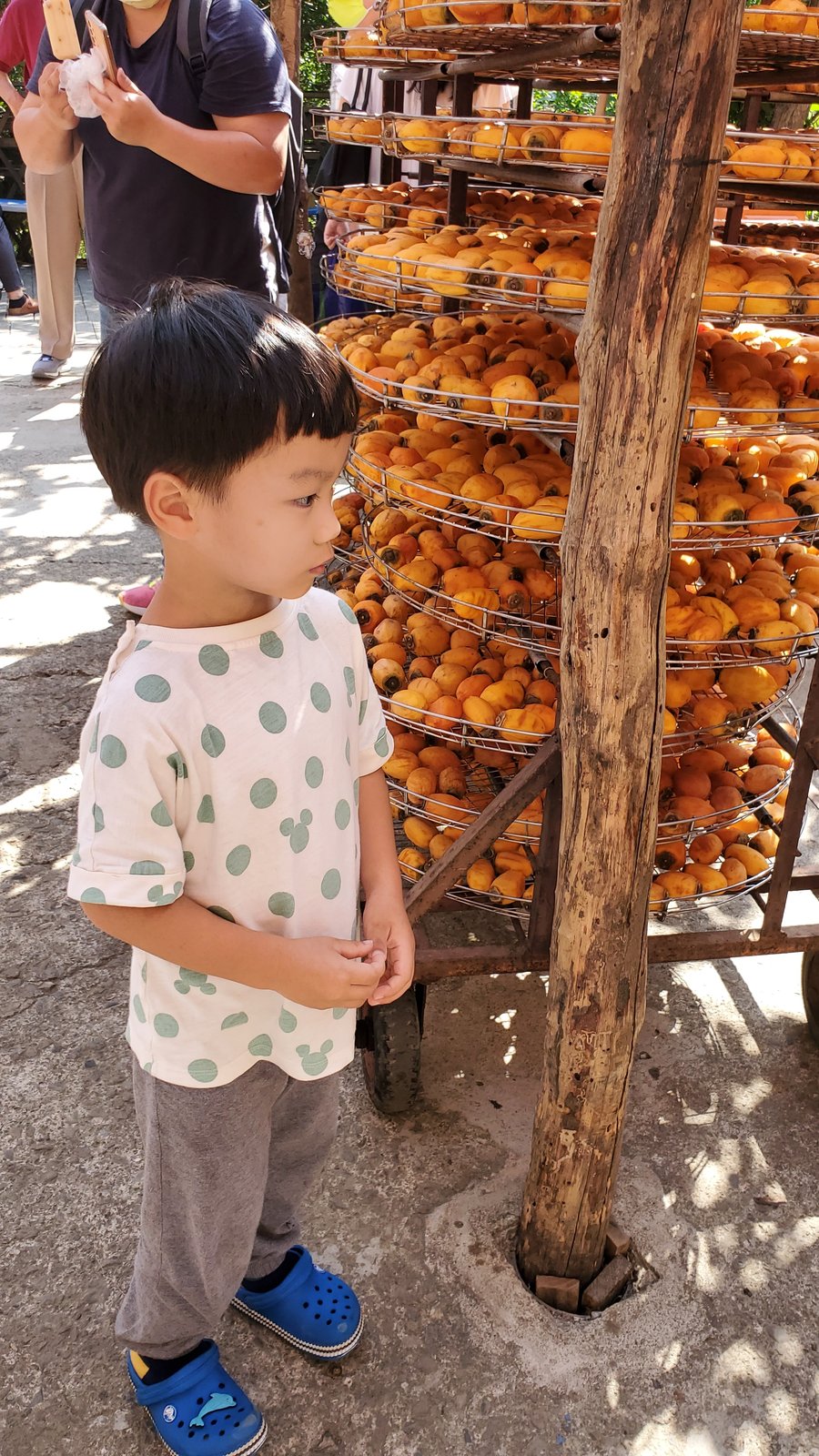 新竹 味衛佳柿餅教育農園：柿子紅了/ 新埔柿餅/ 特色農場親