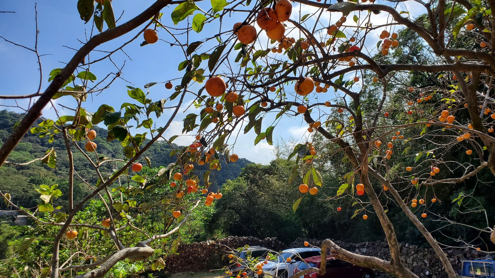 新竹 味衛佳柿餅教育農園：柿子紅了/ 新埔柿餅/ 特色農場親