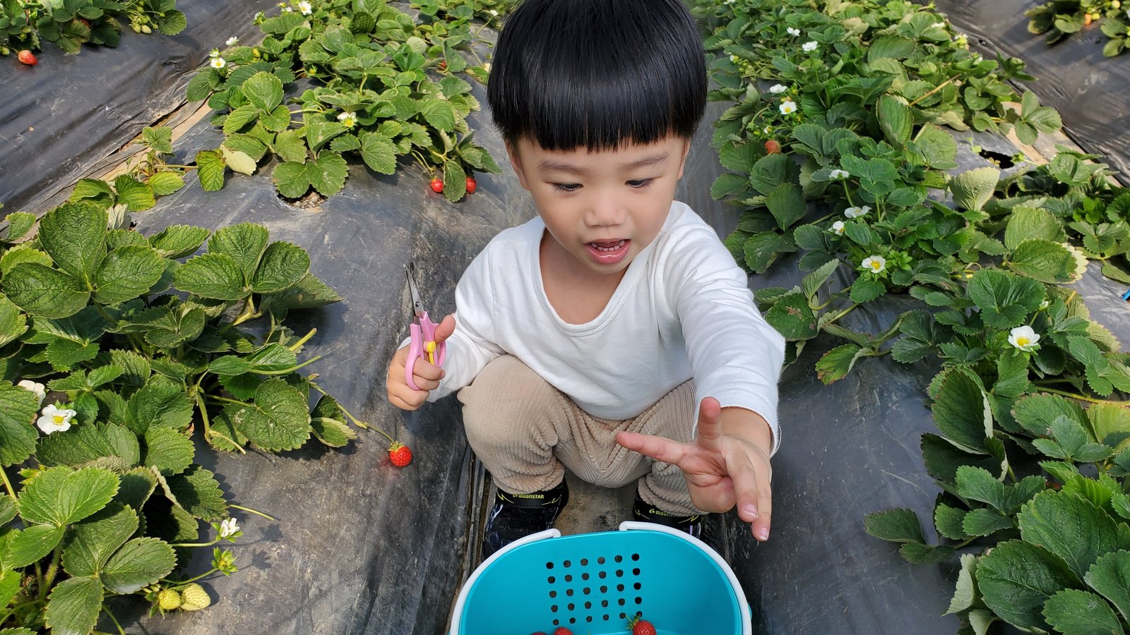 台北 莓圃休閒農園：採草莓初體驗／莓果pizza好吃