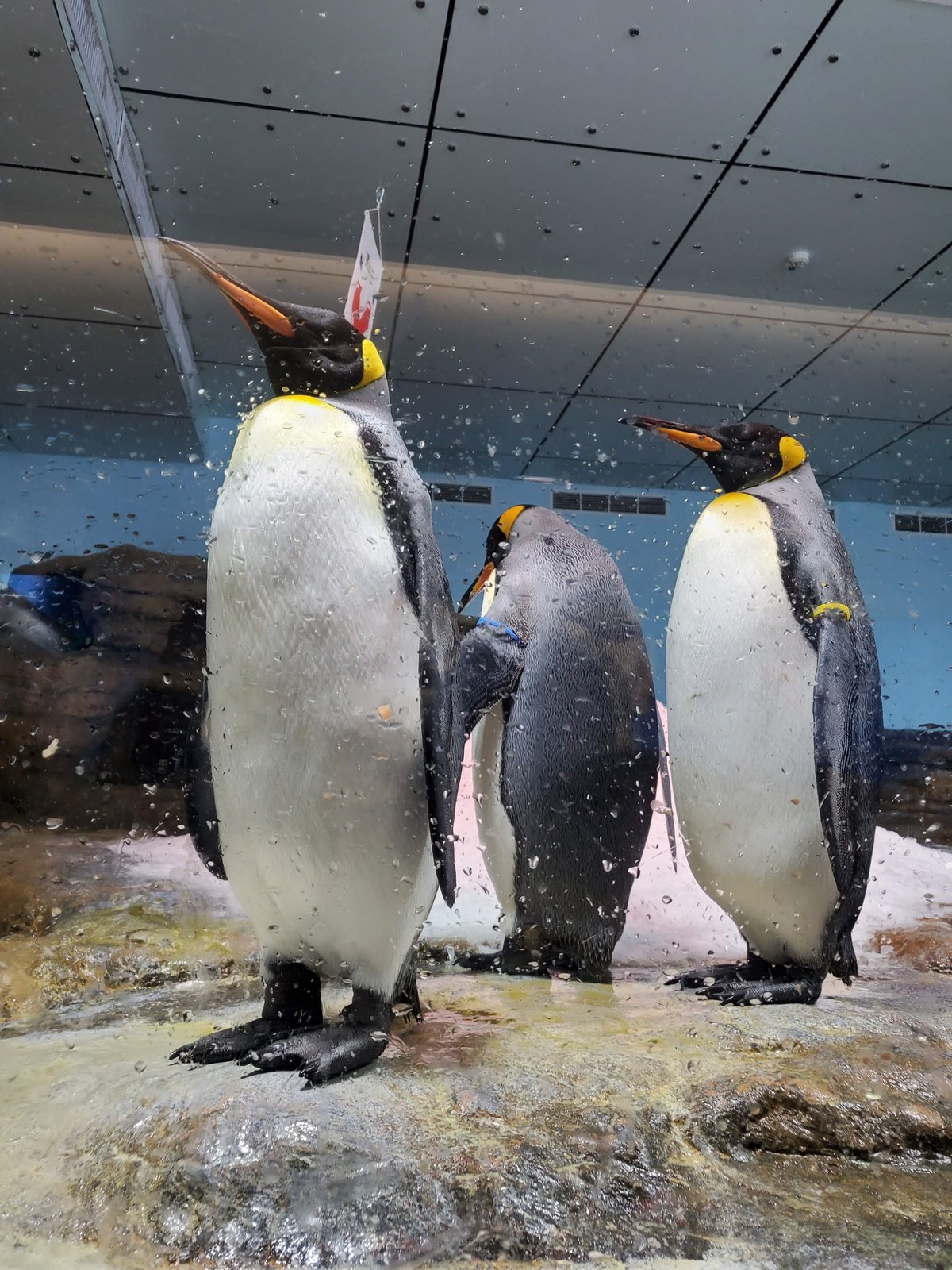 北台灣21個帶小小孩值得一遊的樂園公園動物園（農場）：帶著雙
