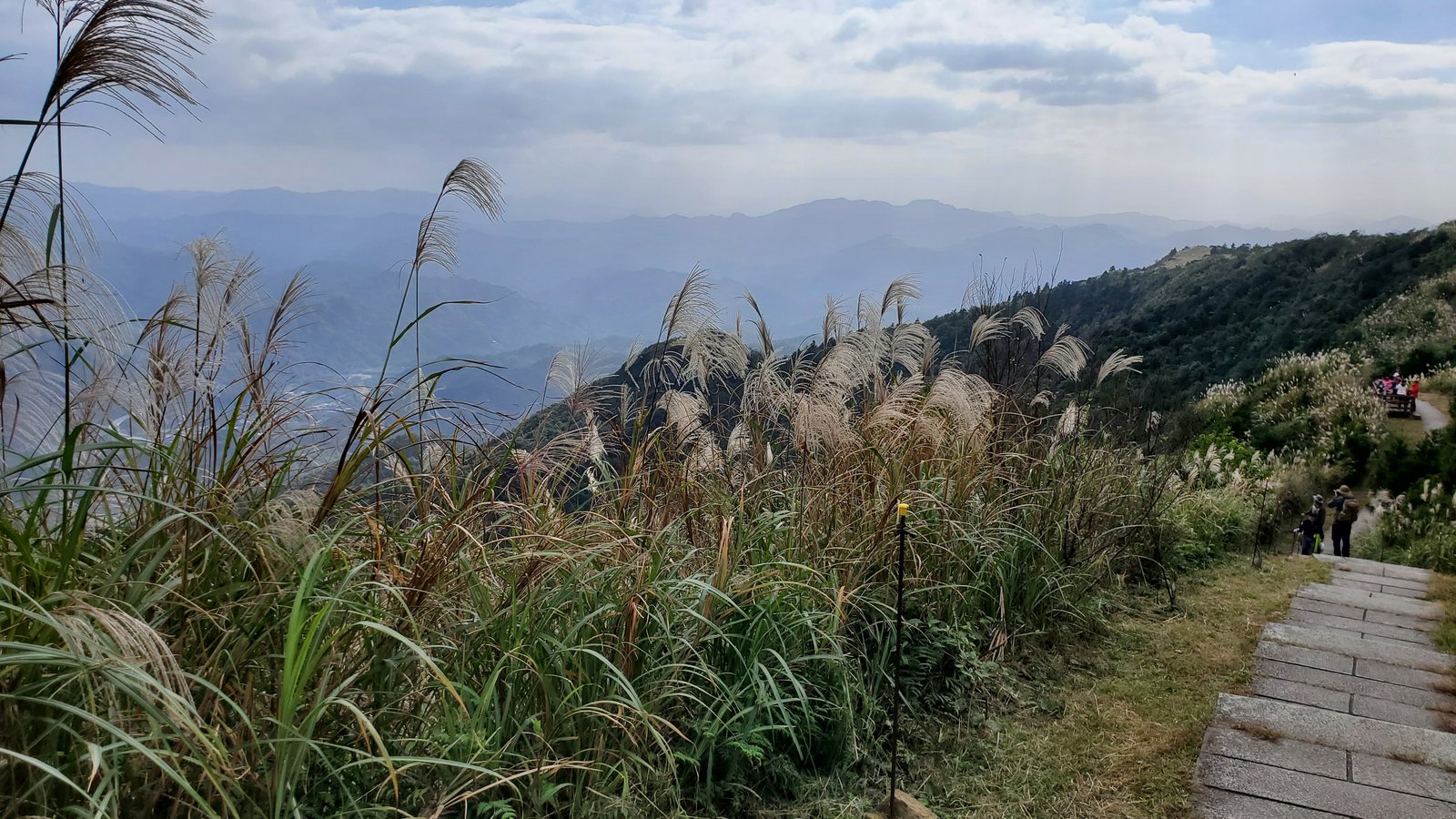 新北平溪 五分山步道：賞芒花/ 親子健行步道/ 100分的美