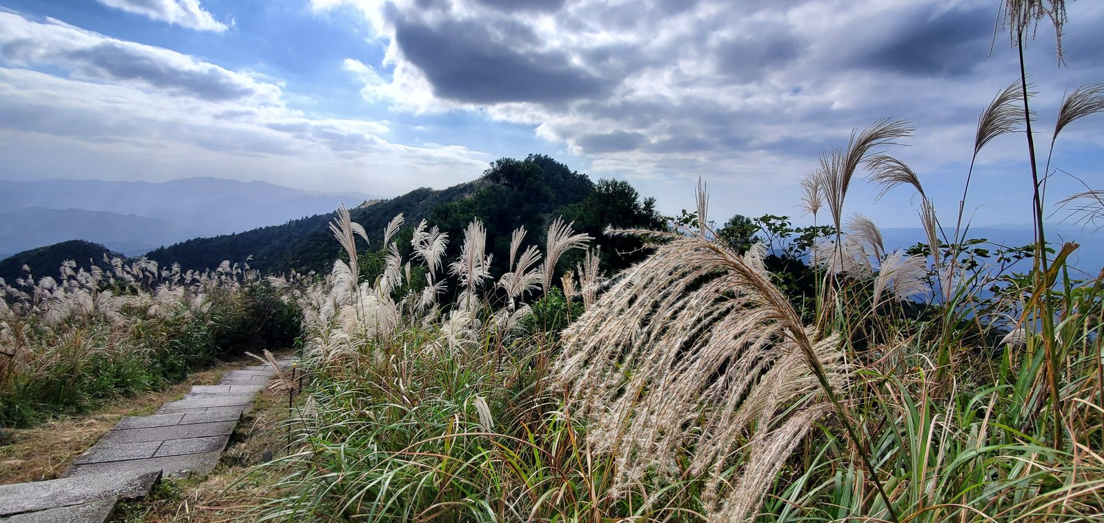 新北平溪 五分山步道：賞芒花/ 親子健行步道/ 100分的美
