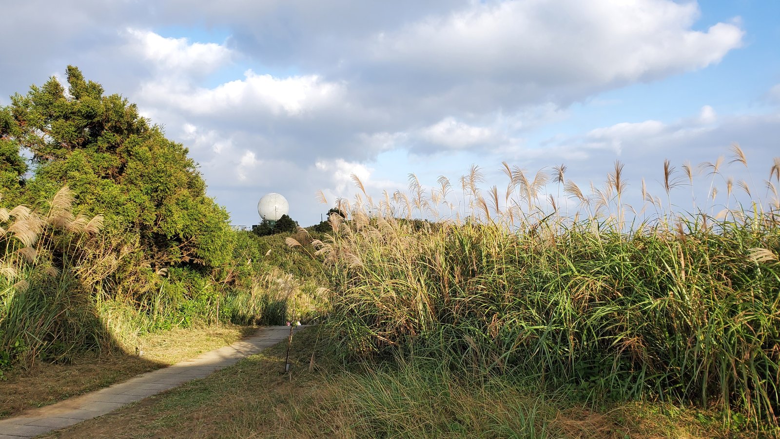 新北平溪 五分山步道：賞芒花/ 親子健行步道/ 100分的美