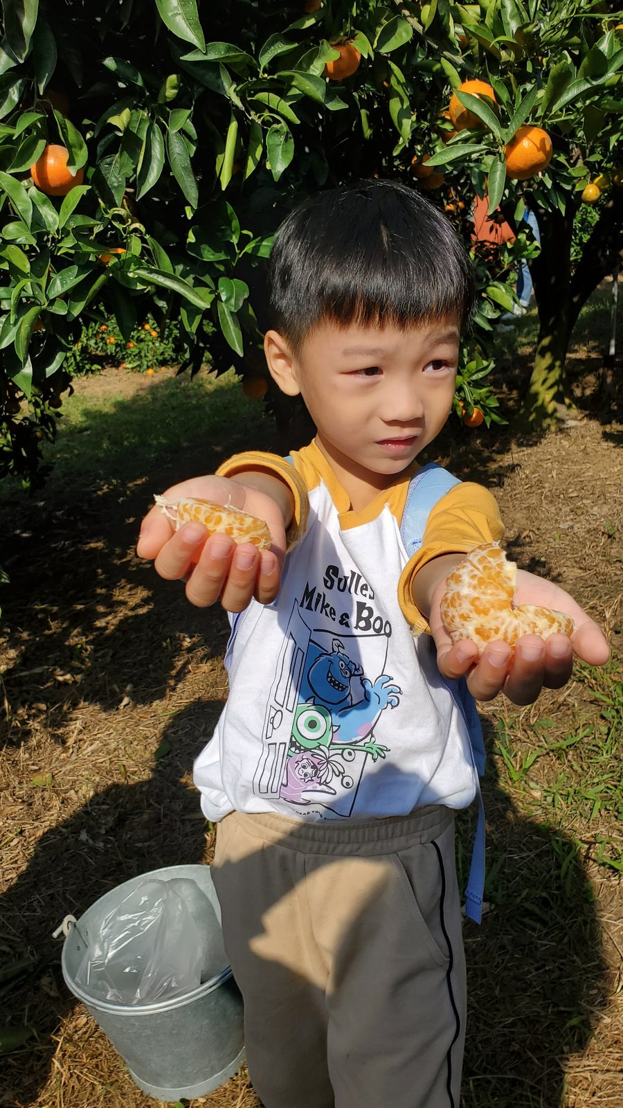 新竹 桔滿緣寶山農場：親子採橘去/ 邊吃邊採果/ 超大的果園