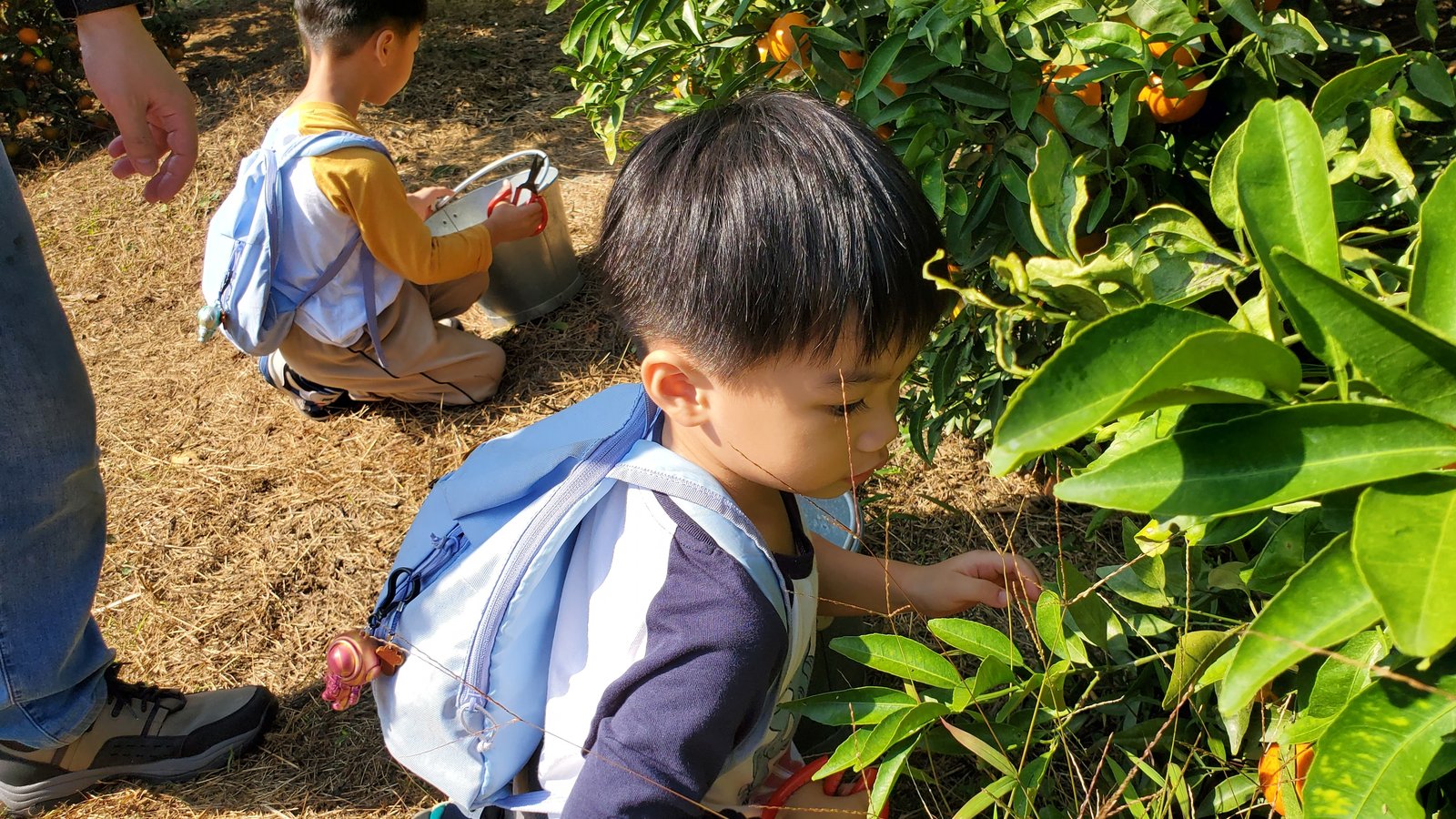 新竹 桔滿緣寶山農場：親子採橘去/ 邊吃邊採果/ 超大的果園