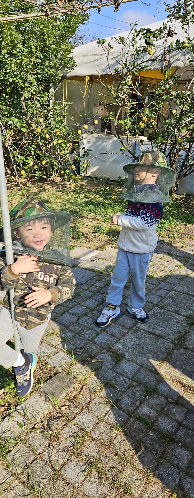桃園大園 蜂花雪葉火龍果園有機農場：露營採果免門票/ 附近還