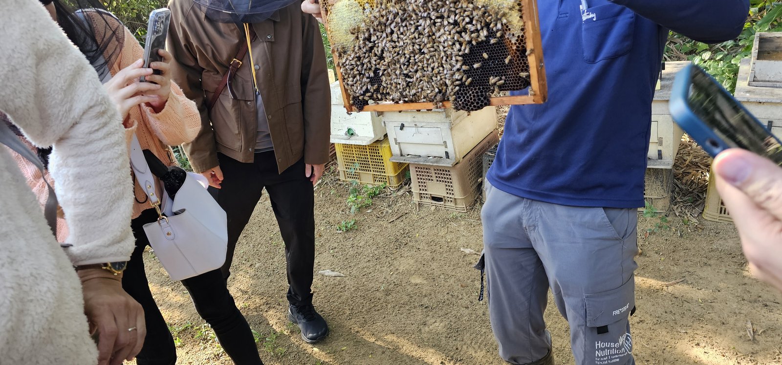 桃園大園 蜂花雪葉火龍果園有機農場：露營採果免門票/ 附近還