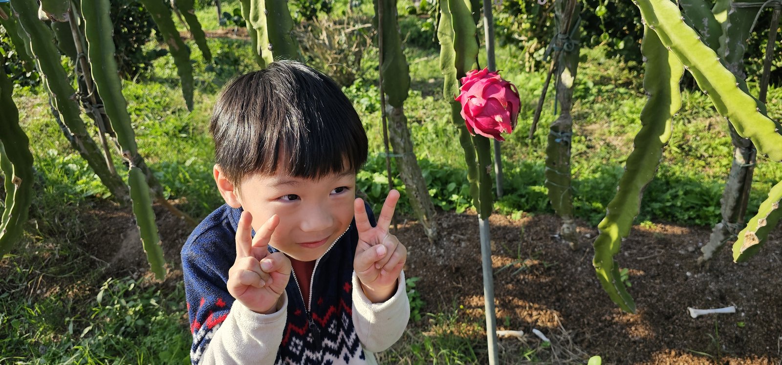 桃園大園 蜂花雪葉火龍果園有機農場：露營採果免門票/ 附近還