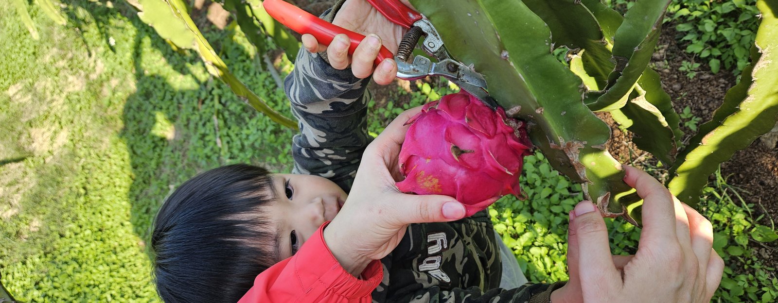桃園大園 蜂花雪葉火龍果園有機農場：露營採果免門票/ 附近還