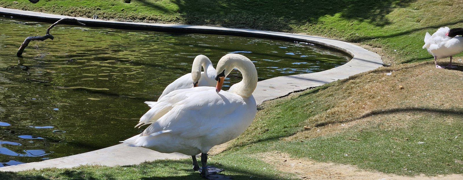 南投霧峰 九九峰動物樂園：名副其實的動物樂園/ 近距離觀賞鳥