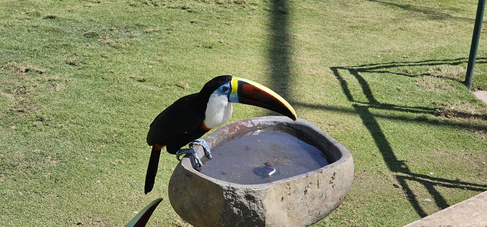 南投霧峰 九九峰動物樂園：名副其實的動物樂園/ 近距離觀賞鳥