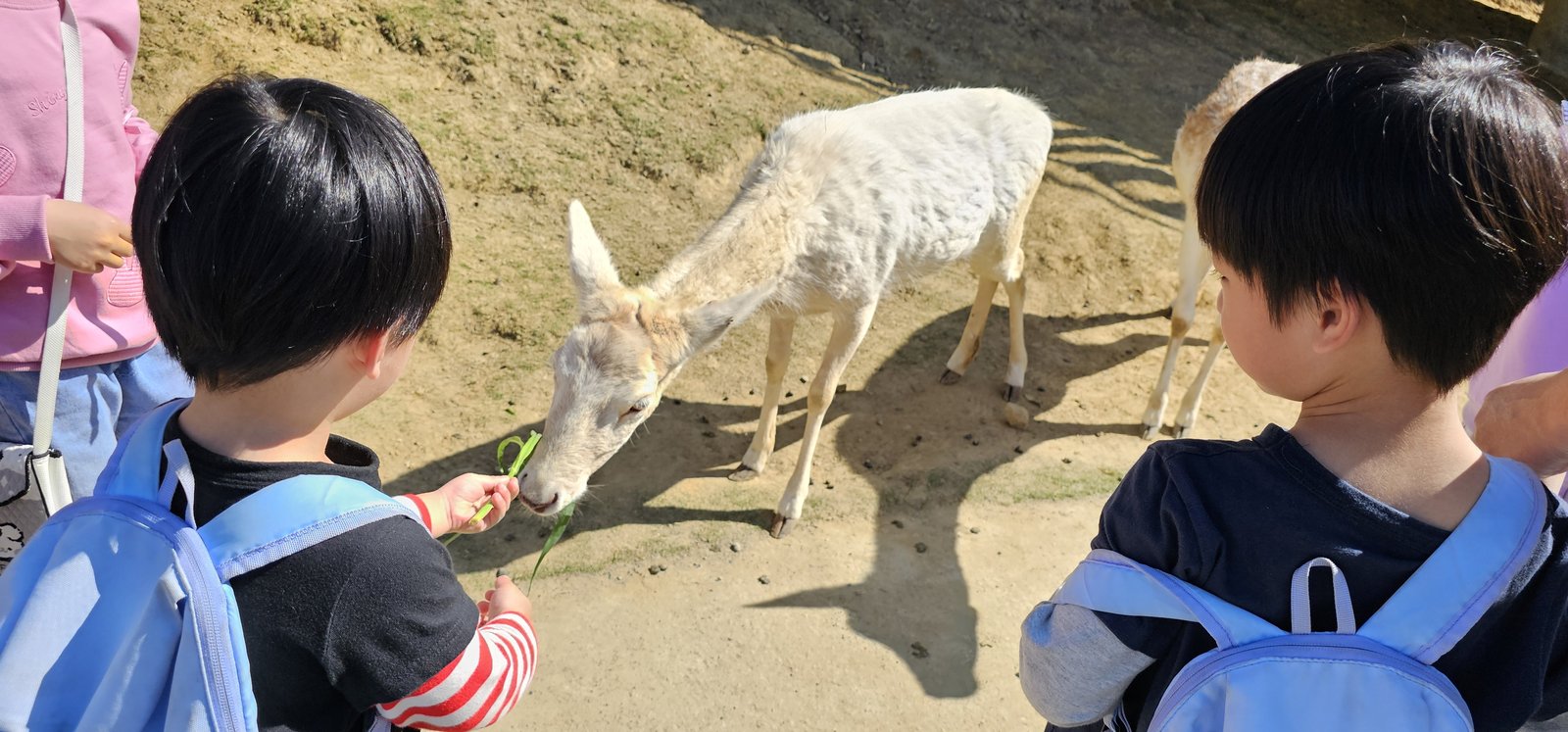 南投霧峰 九九峰動物樂園：名副其實的動物樂園/ 近距離觀賞鳥
