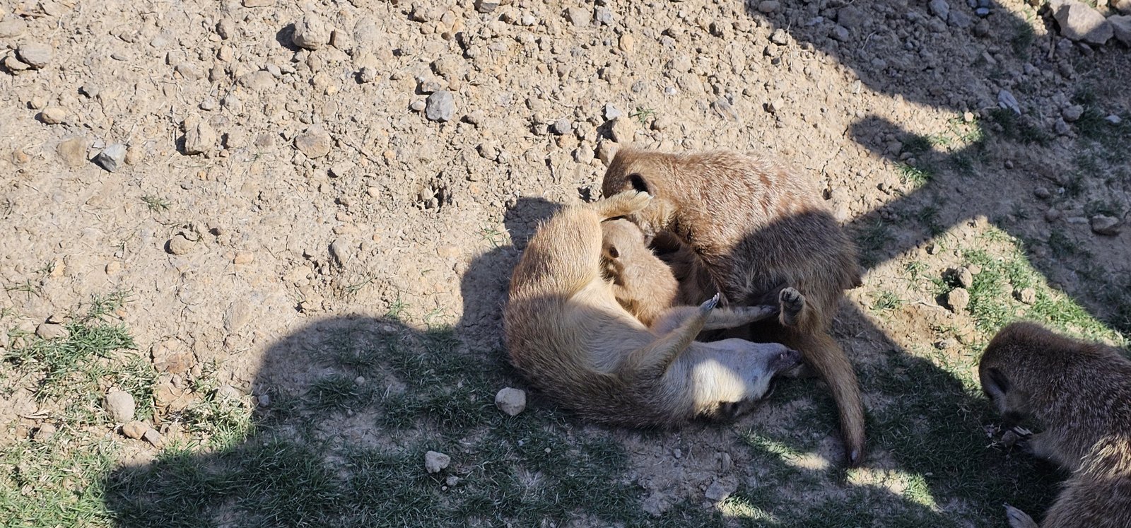 南投霧峰 九九峰動物樂園：名副其實的動物樂園/ 近距離觀賞鳥