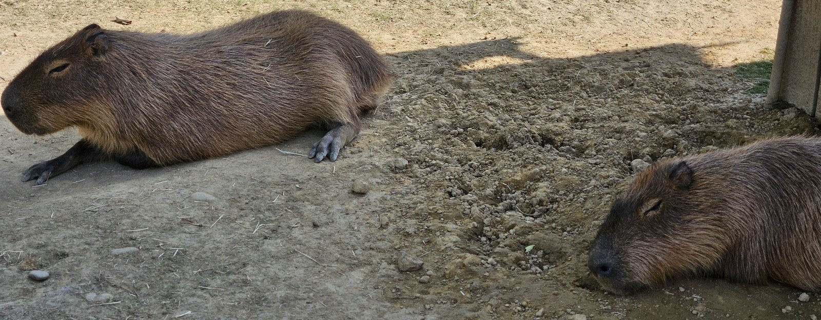 南投霧峰 九九峰動物樂園：名副其實的動物樂園/ 近距離觀賞鳥