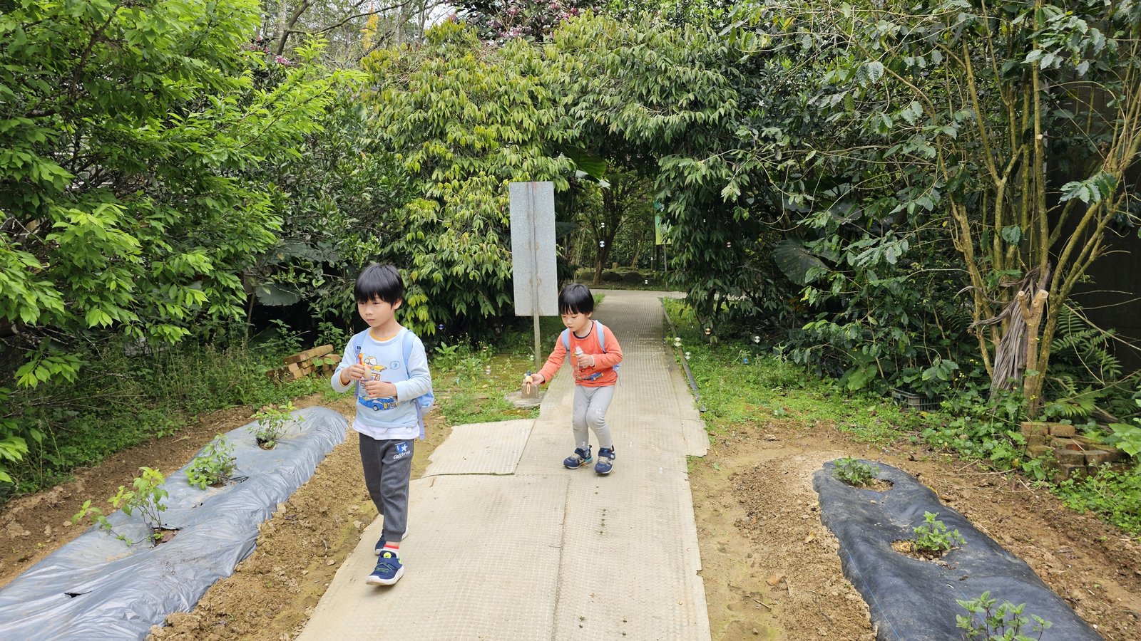 新竹關西 仙草博物館：無添加的仙草美食