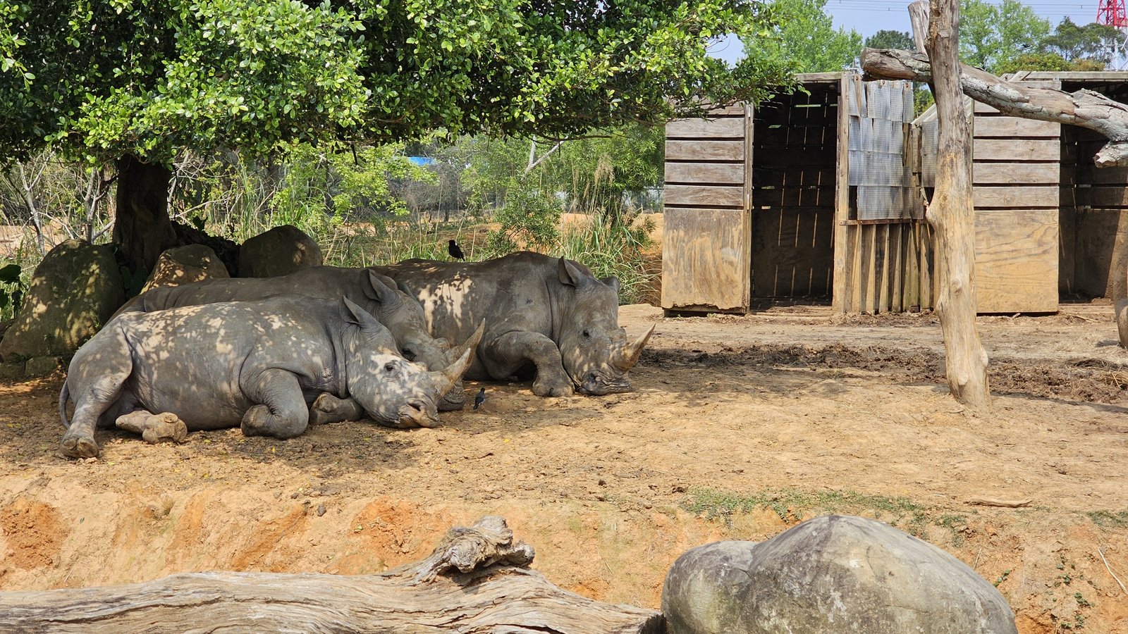 新竹 六福村六福莊：帶著5歲以下幼童遊玩心得/ 來去動物園住