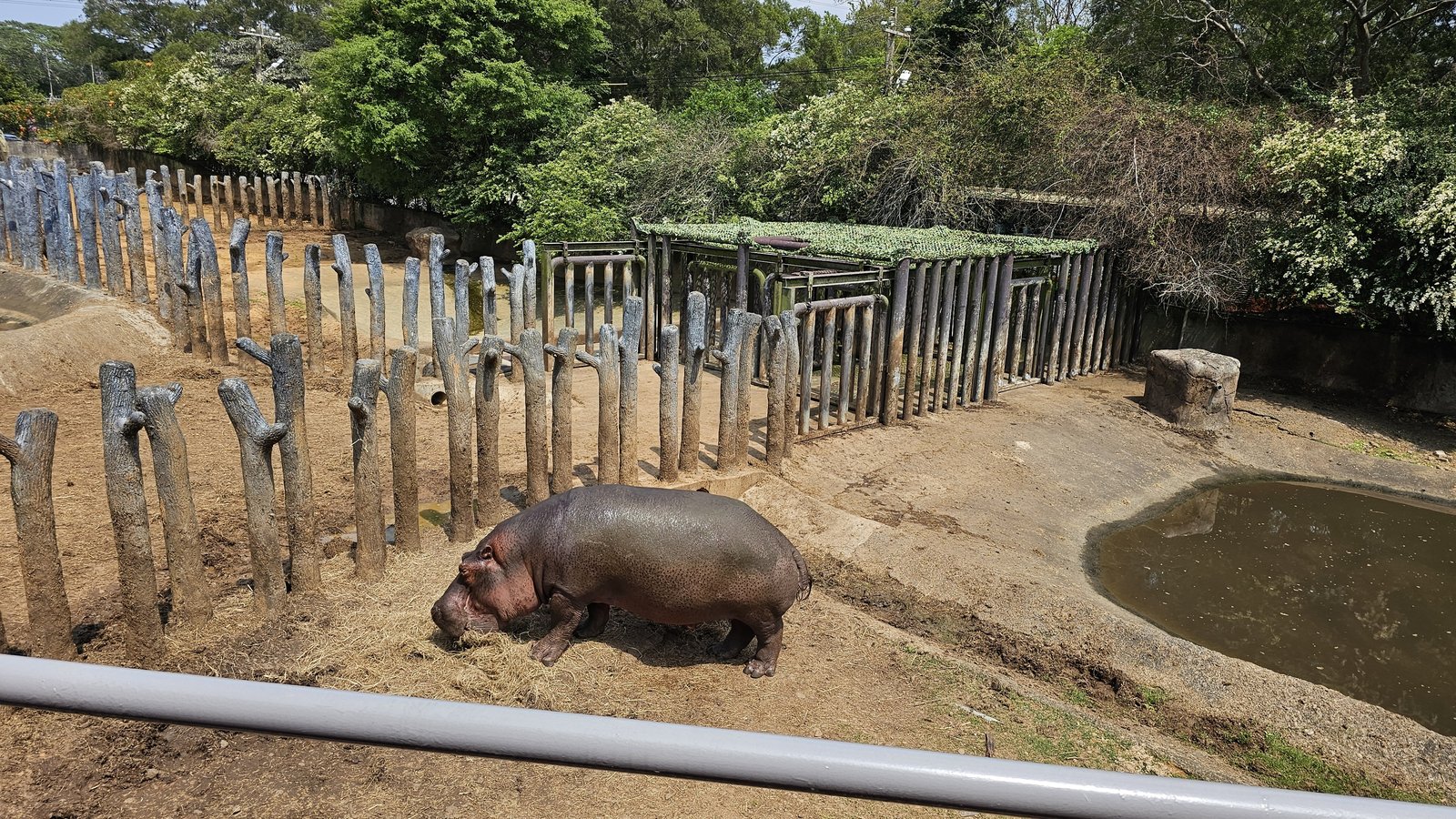 新竹 六福村六福莊：帶著5歲以下幼童遊玩心得/ 來去動物園住