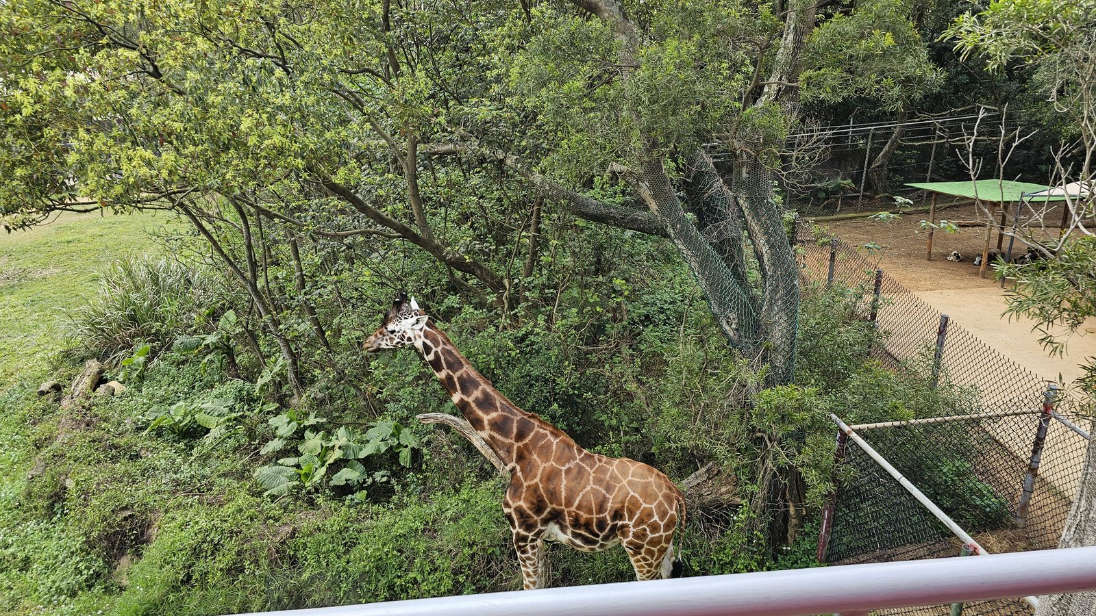 新竹 六福村六福莊：帶著5歲以下幼童遊玩心得/ 來去動物園住